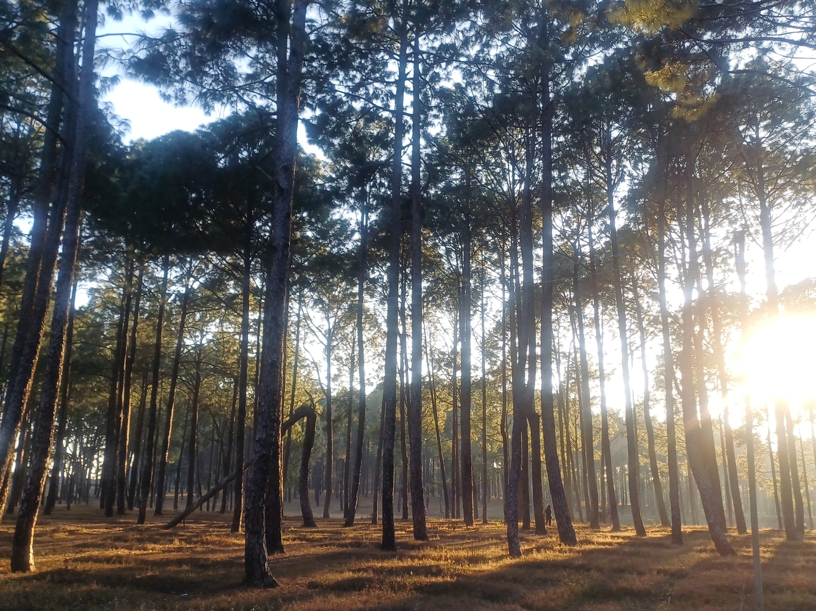Pine Forest Netarhat featuring tall pine trees, peaceful walking trails, and beautiful natural scenery in Jharkhand.